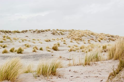 Dünen mit Gras